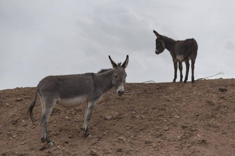 DIY Natural Cleaning Routine: Non-Toxic Solutions for a Clean Home