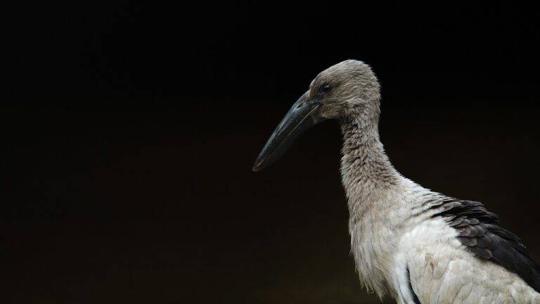 The Role of Political Campaign Strategists in Shaping Political Campaign Outcomes